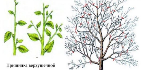 Štipanje stabala jabuke ljeti - šta je štipanje voćaka